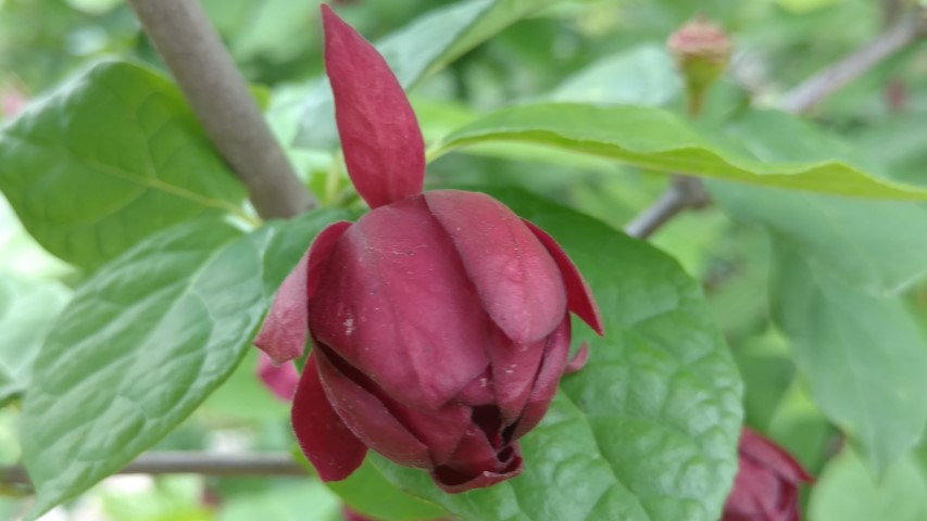 Calycanthus x raulstonii plantplacesimage20170427_182517.jpg