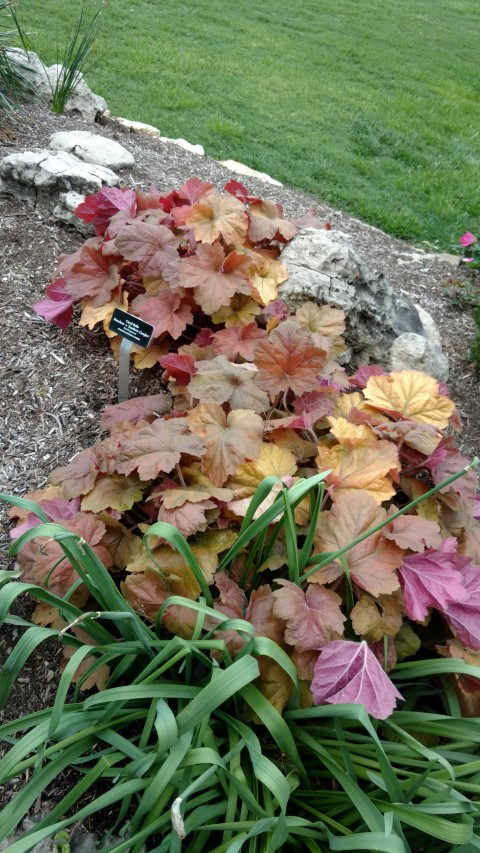 Heuchera x plantplacesimage20170427_182758.jpg