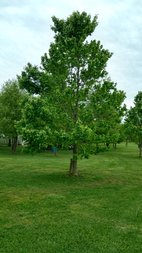 Acer rubrum plantplacesimage20170427_183716.jpg