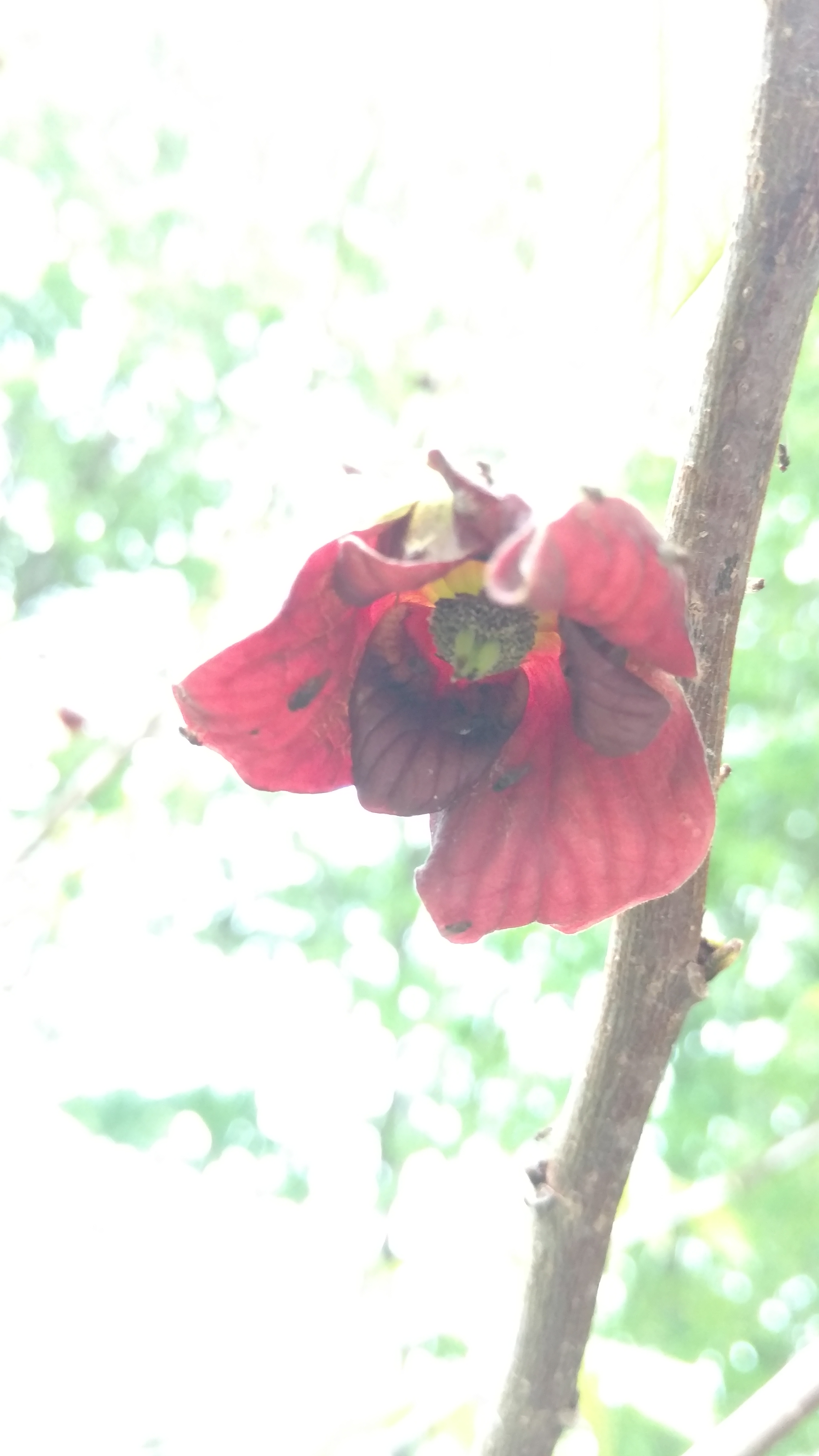Asimina triloba plantplacesimage20170427_184143.jpg