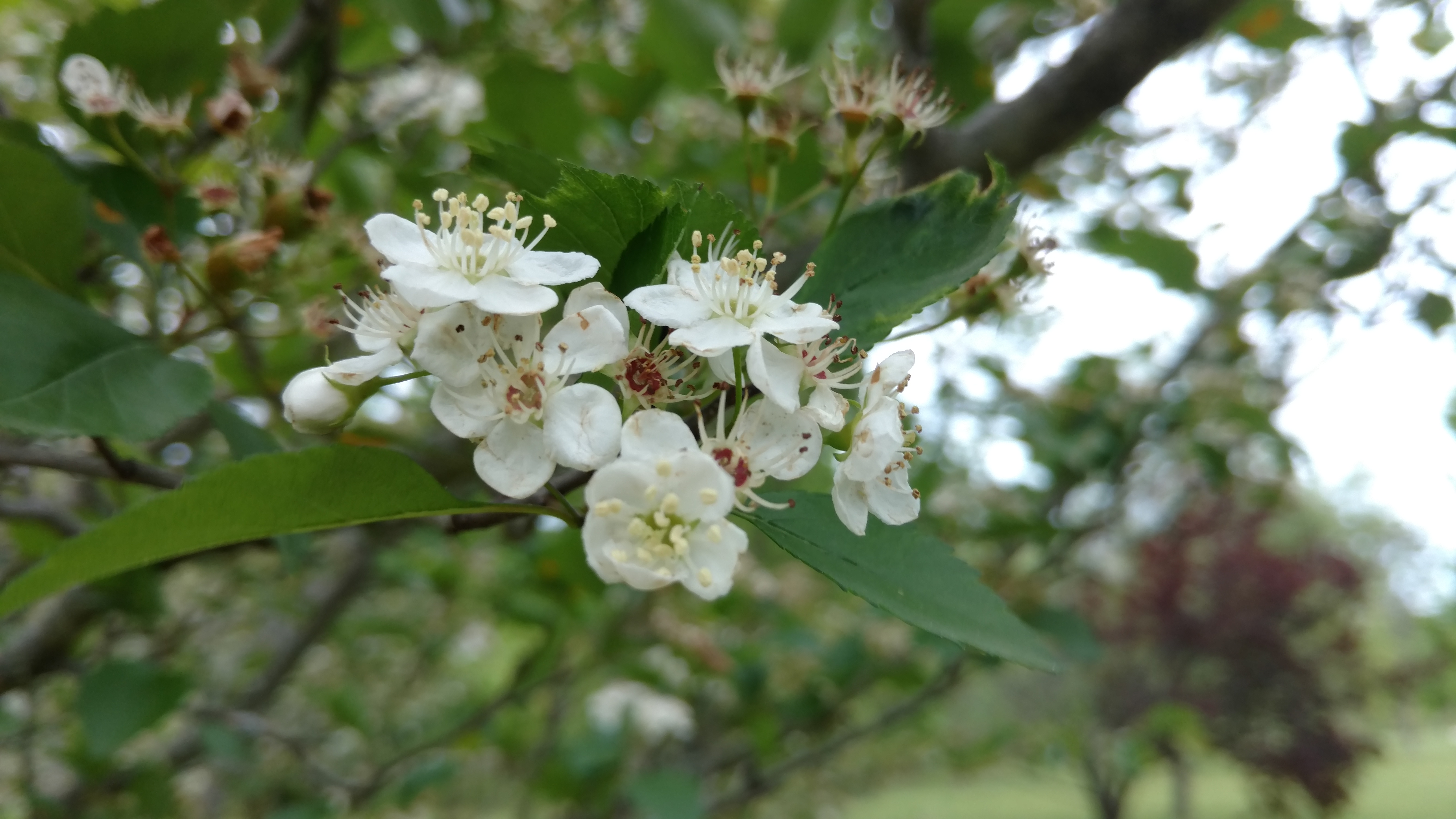 Crataegus viridis plantplacesimage20170427_184836.jpg