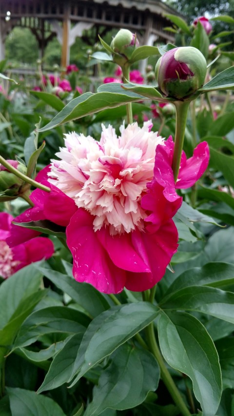 Paeonia lactiflora plantplacesimage20170427_190953.jpg