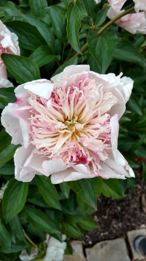 Paeonia lactiflora plantplacesimage20170427_191419.jpg