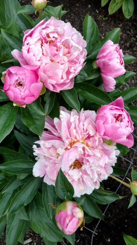Paeonia lactiflora plantplacesimage20170427_192227.jpg