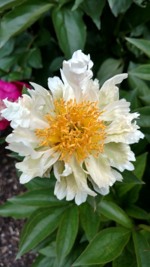 Paeonia lactiflora plantplacesimage20170427_192543.jpg