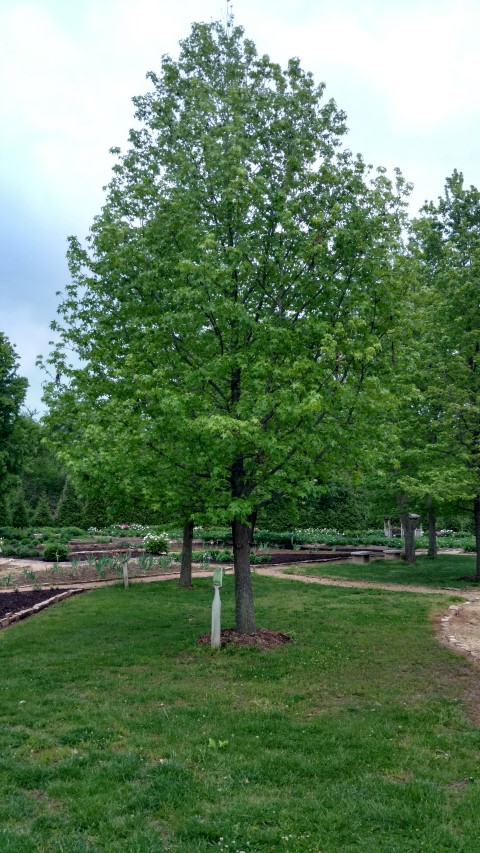 Liquidambar styraciflua plantplacesimage20170427_193106.jpg