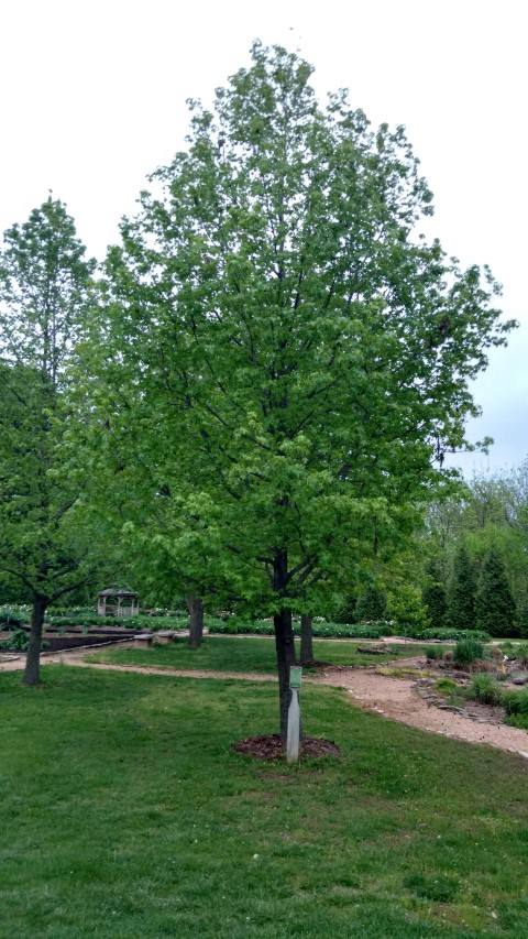 Liquidambar styraciflua plantplacesimage20170427_193639.jpg