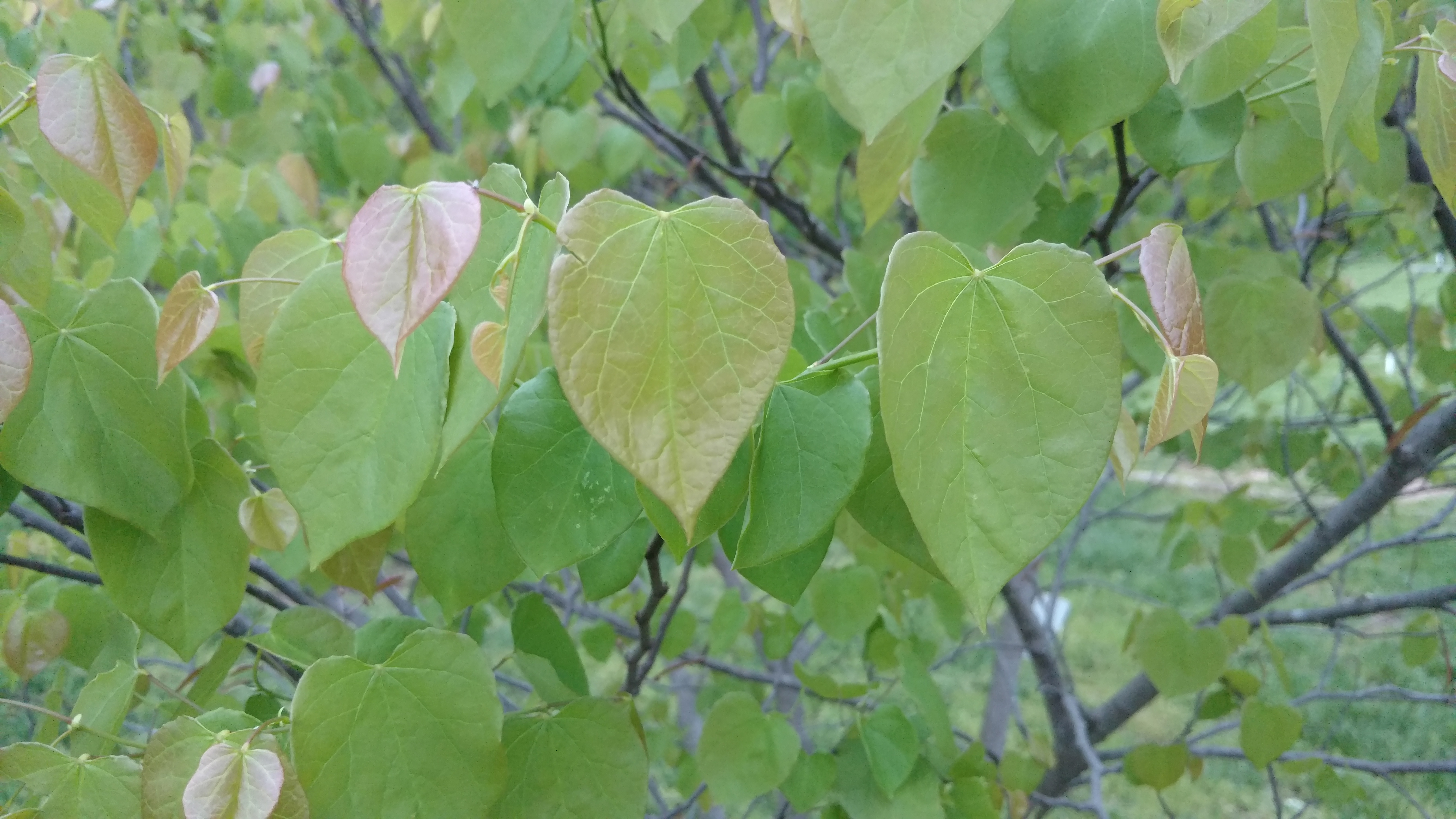 Cercis canadensis plantplacesimage20170427_194825.jpg