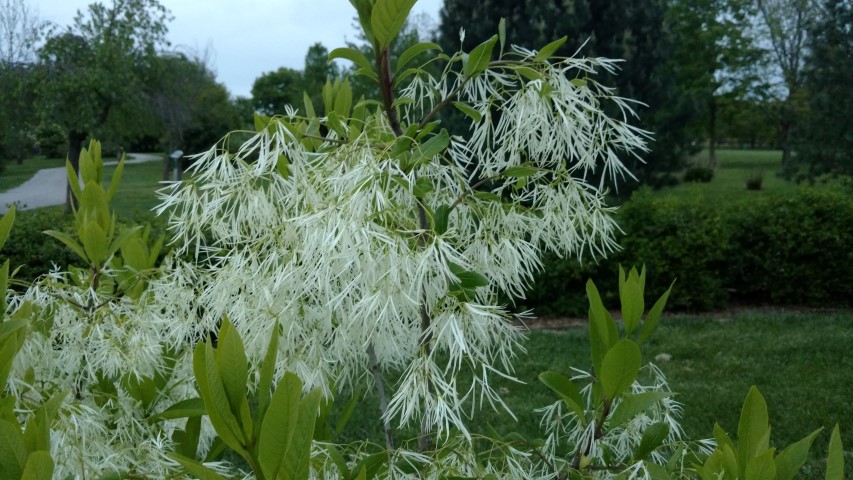 Chionanthus virginicus plantplacesimage20170427_200156.jpg