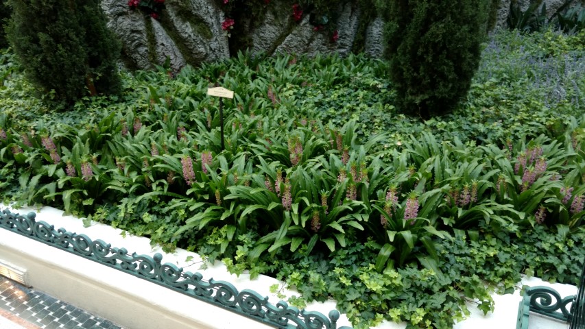 Eucomis comosa plantplacesimage20170617_180110.jpg