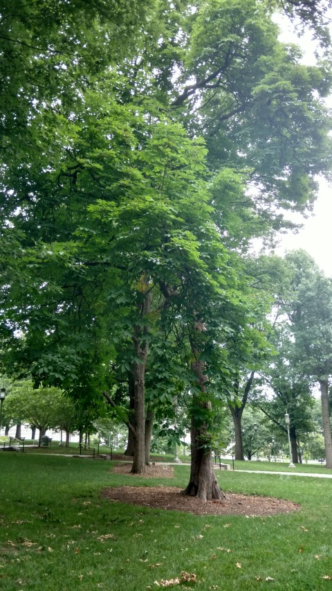 Aesculus hippocastanum plantplacesimage20170710_180911.jpg