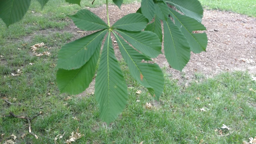 Aesculus hippocastanum plantplacesimage20170710_180937.jpg