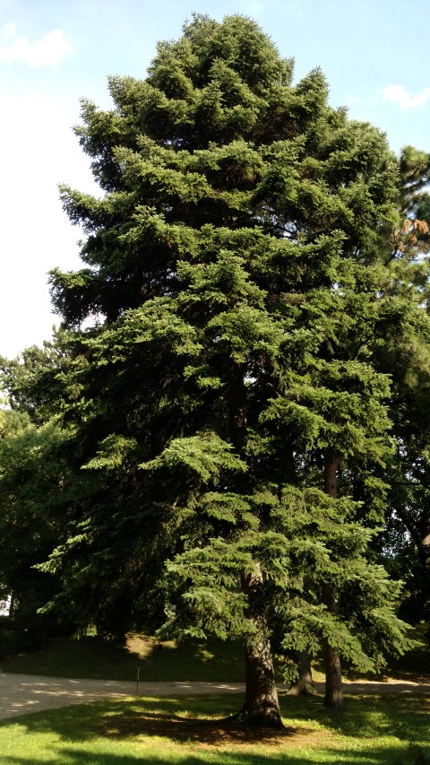 Abies cephalonica plantplacesimage20170812_164204.jpg