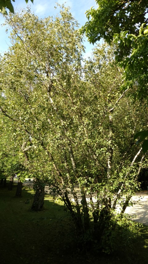 Betula pubescens plantplacesimage20170812_165550.jpg