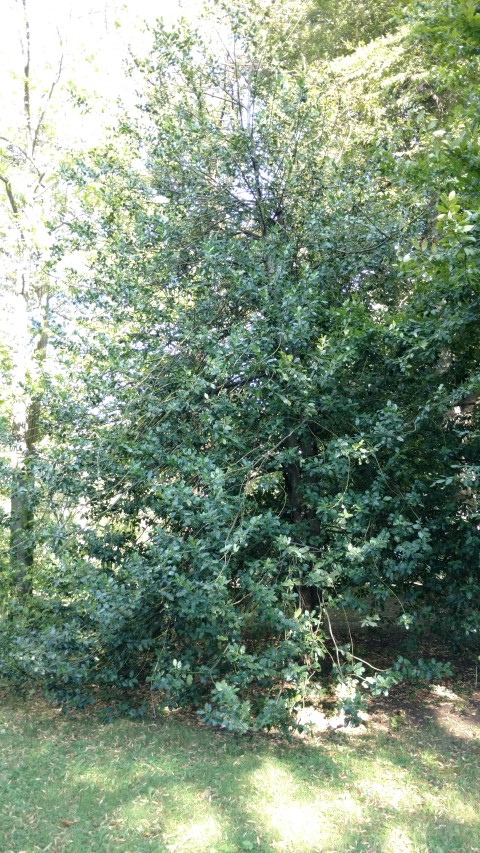 Ilex aquifolium plantplacesimage20170812_171049.jpg