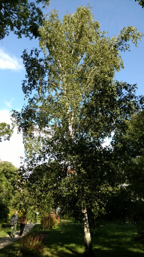 Betula pubescens plantplacesimage20170812_171622.jpg