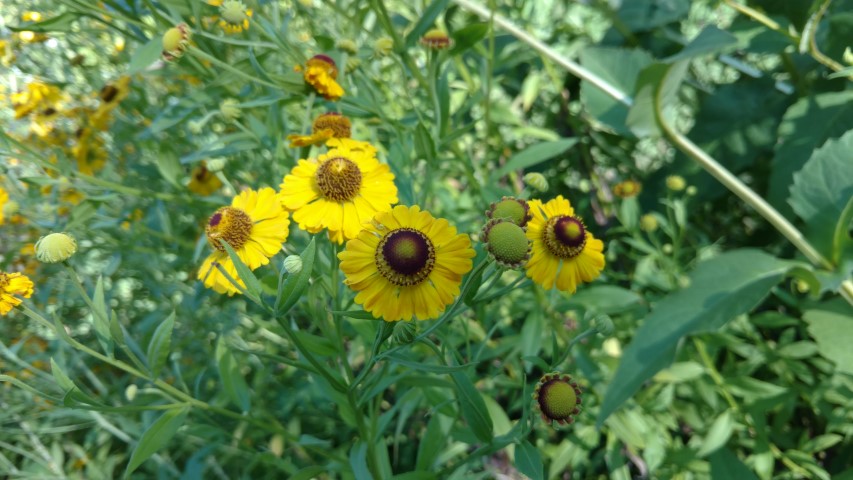 Helenium autumnale plantplacesimage20170812_173032.jpg