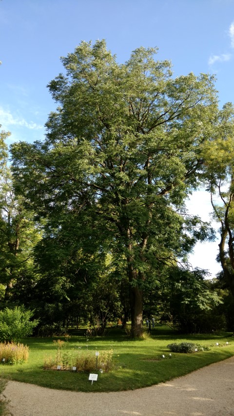 Gymnocladus dioicus plantplacesimage20170812_174035.jpg