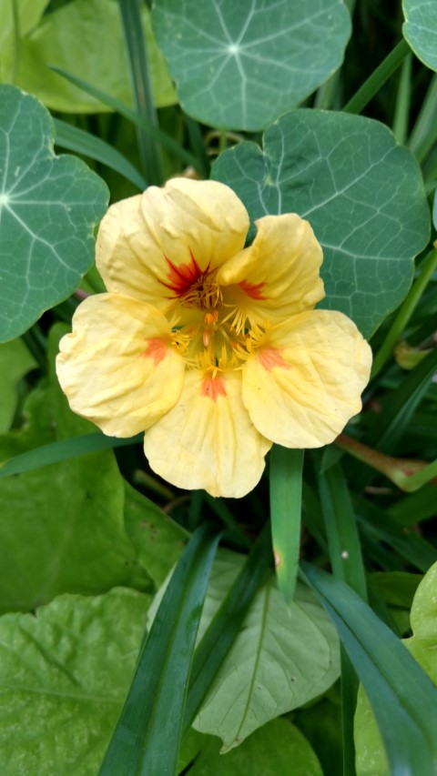 Tropaeolum spp plantplacesimage20170913_180711.jpg