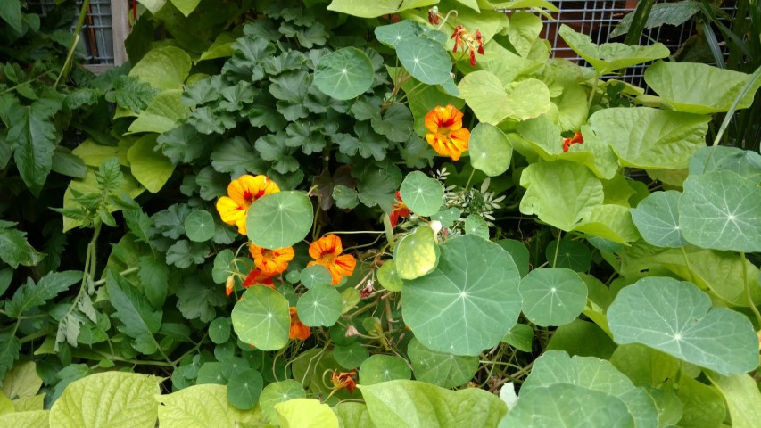 Tropaeolum spp plantplacesimage20170913_180727.jpg