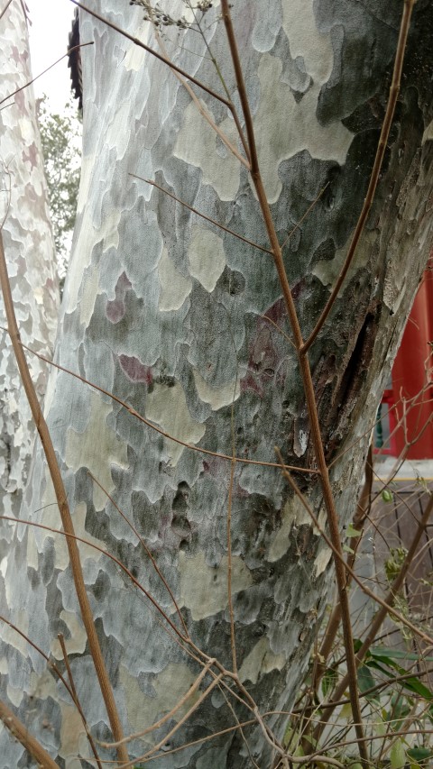 Pinus bungeana plantplacesimage20171121_115902.jpg