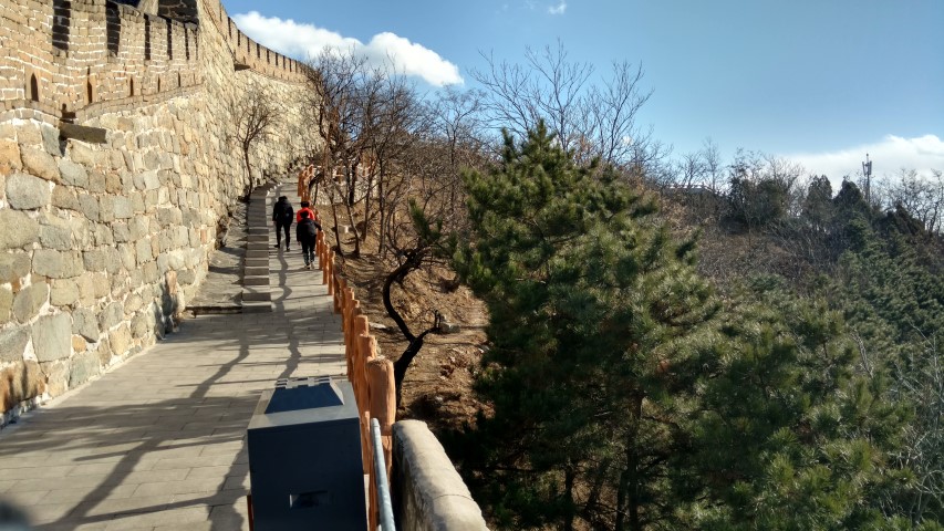 Pinus nigra plantplacesimage20171122_135718.jpg