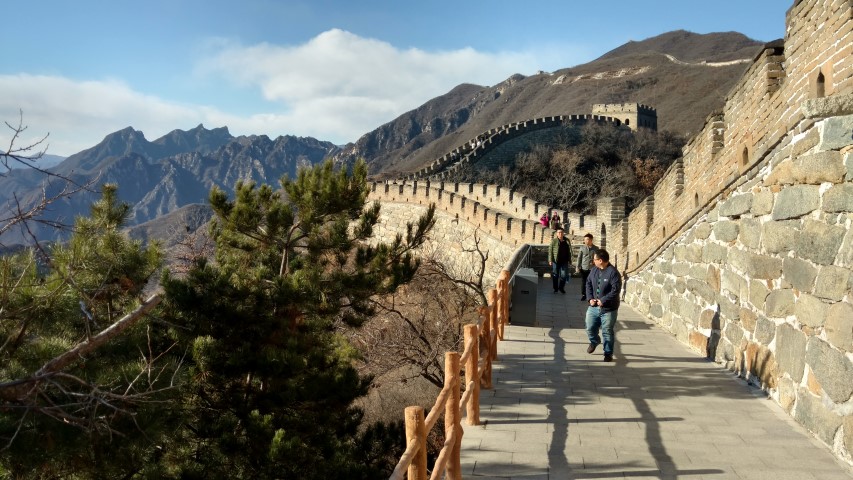 Pinus nigra plantplacesimage20171122_135800.jpg