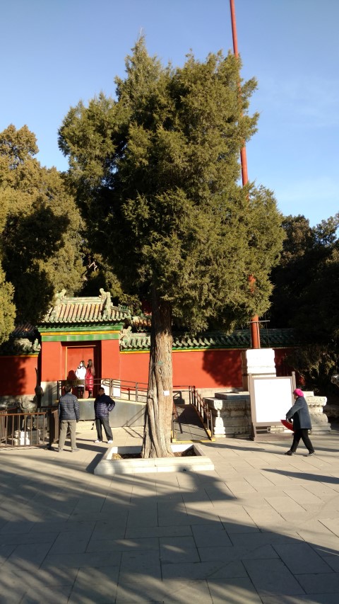 platycladus orientalis plantplacesimage20171123_092636.jpg