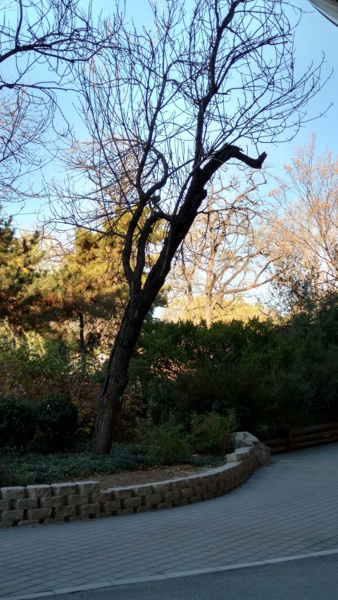 Fraxinus chinensis plantplacesimage20171124_101147.jpg