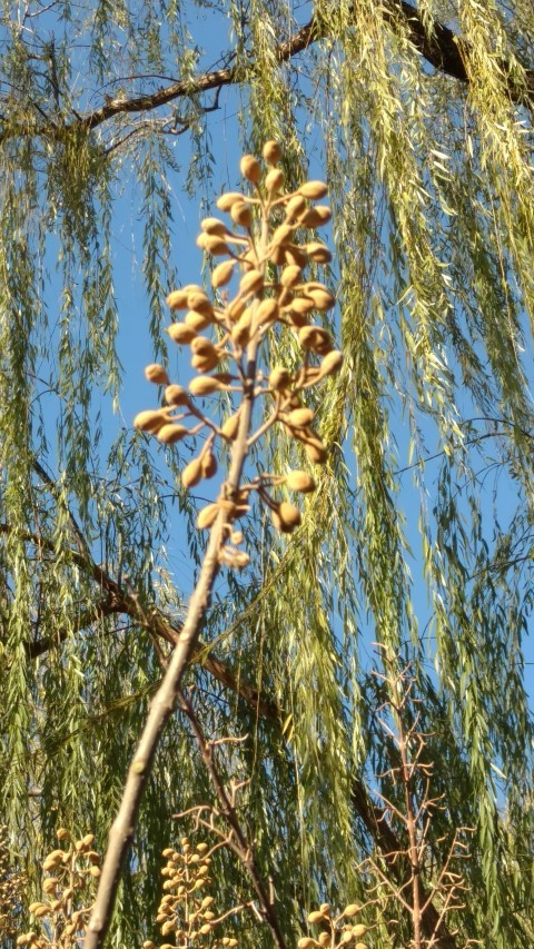 Paulownia fortunei plantplacesimage20171124_102608.jpg