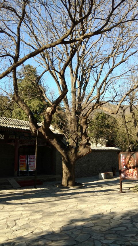 Sophora japonica plantplacesimage20171126_095854.jpg