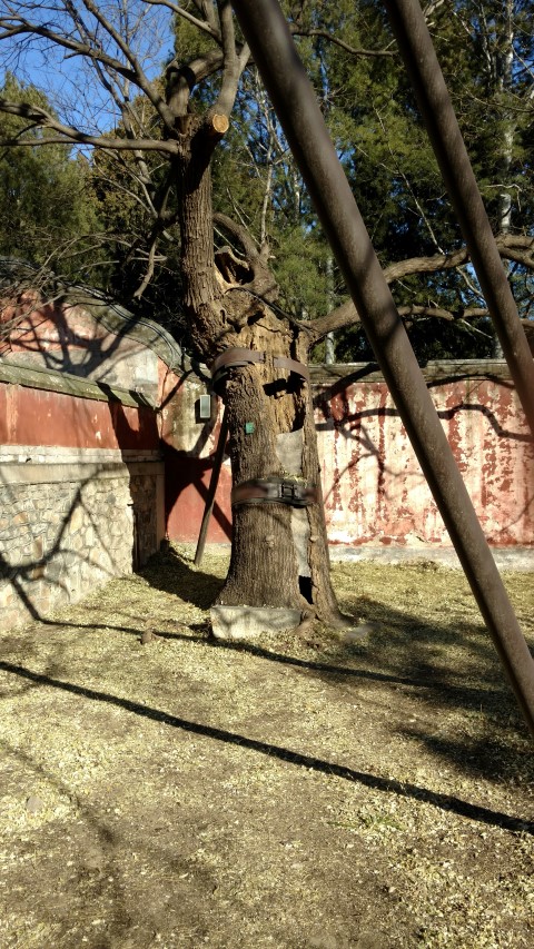 Sophora japonica plantplacesimage20171126_104911.jpg