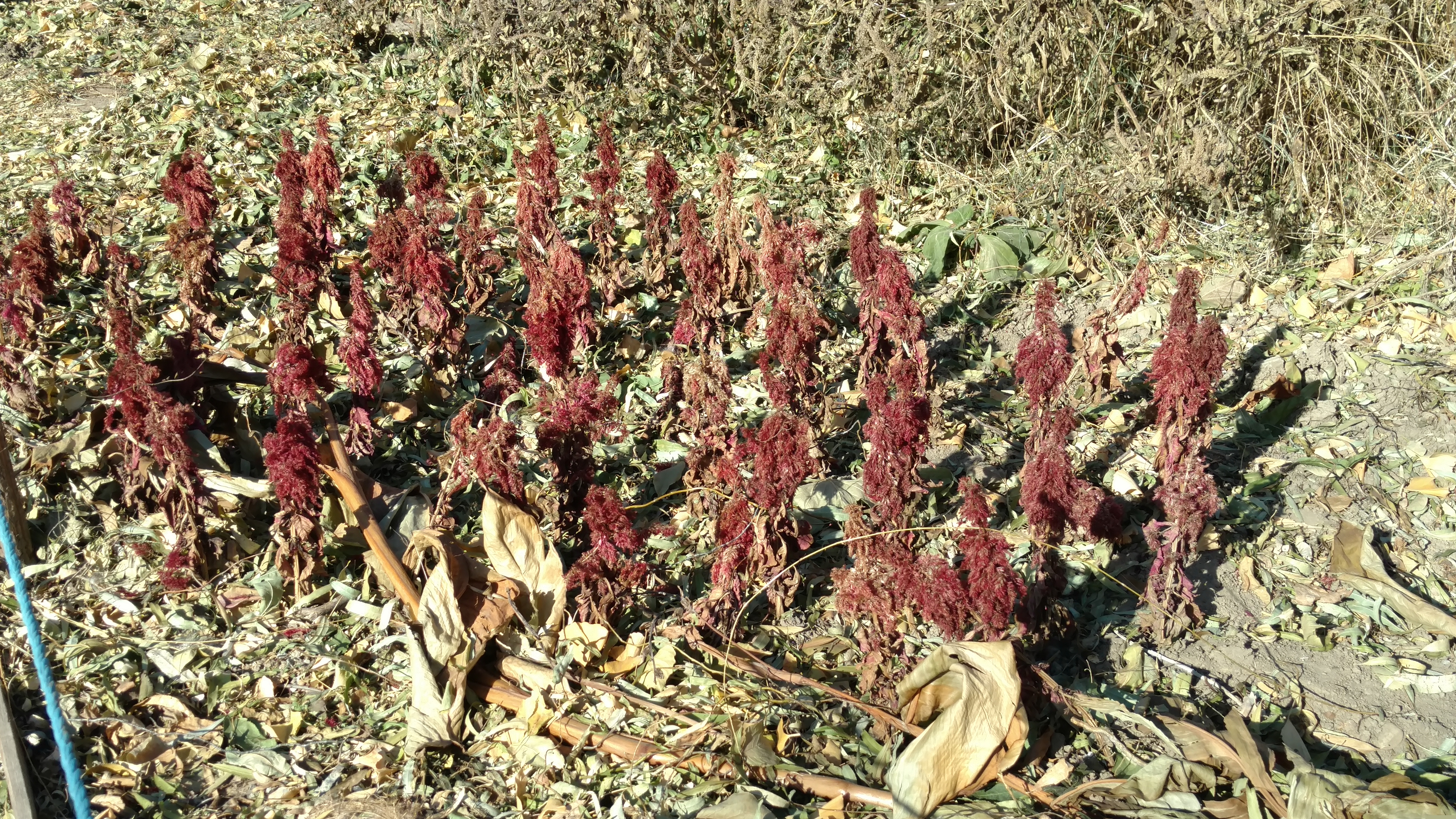 Celosia plumosa plantplacesimage20171126_131210.jpg