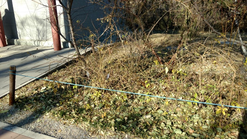 Forsythia suspensa plantplacesimage20171126_133206.jpg