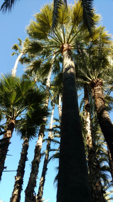 Picture of Washingtonia filifera  California Fan Palm, Palmera Abanico de California