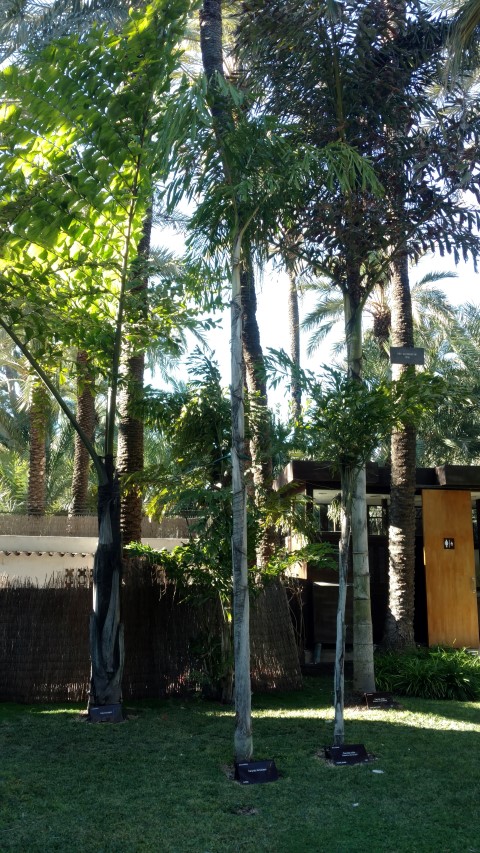 Picture of Rhapis excelsa  Broadleaf Lady Palm