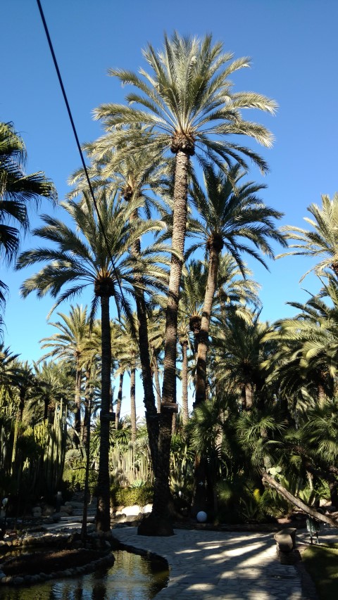 Phoenix dactylifera plantplacesimage20171216_133958.jpg