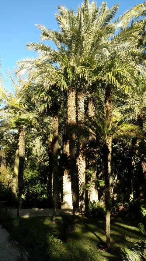 Picture of Trachycarpus fortunei  Chinese Windmill Palm