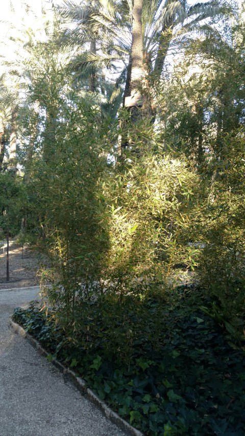 Picture of Phyllostachys aurea  bamboo