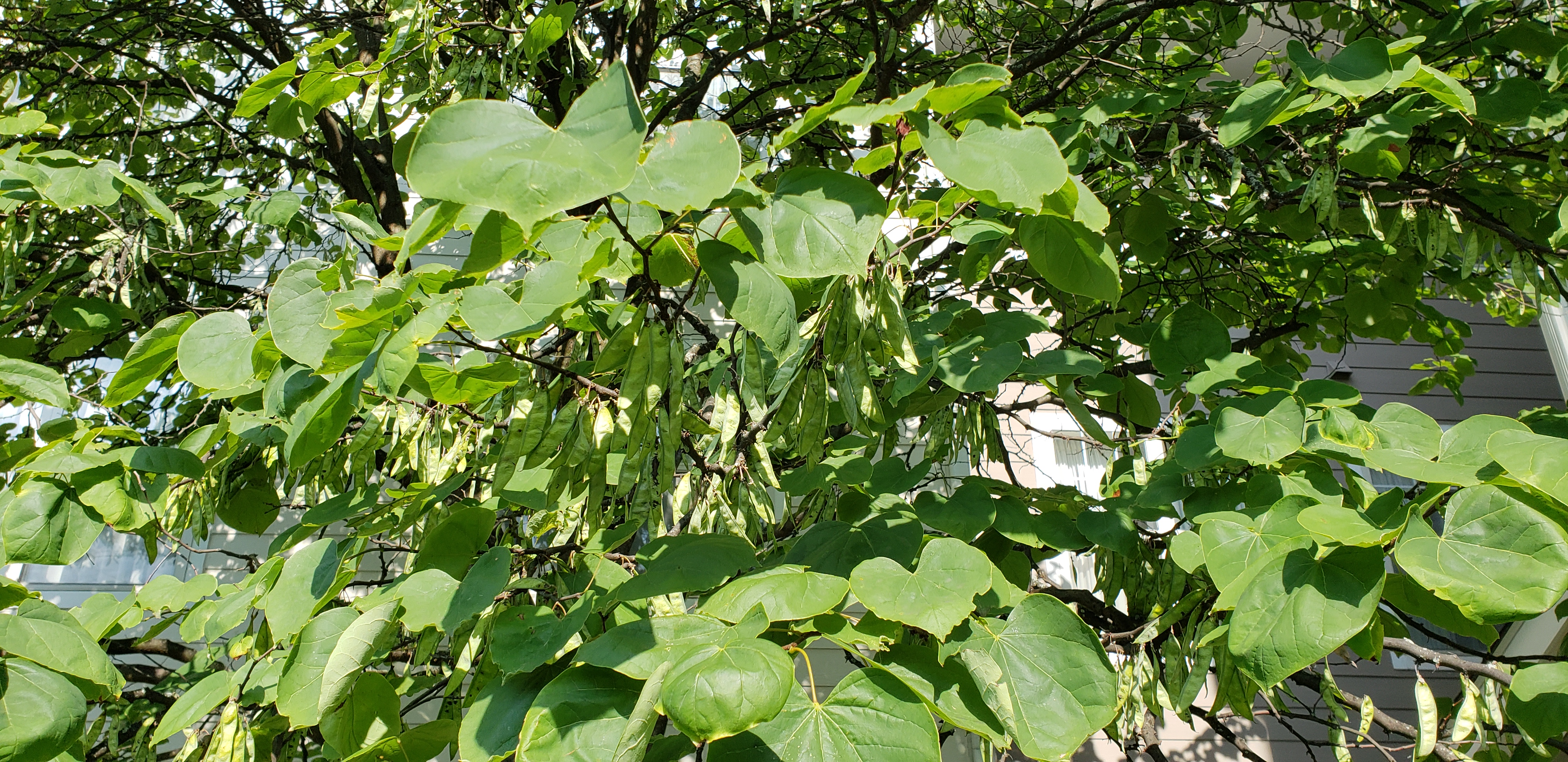 Cercis canadensis plantplacesimage20180729_093843.jpg