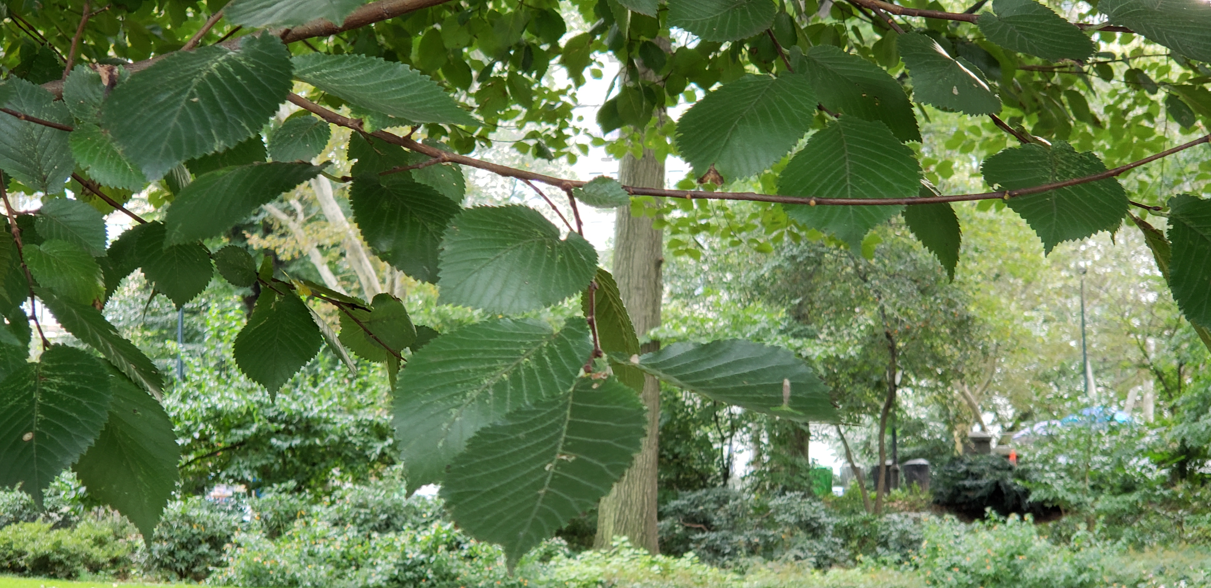 Ulmus procera plantplacesimage20181014_092814.jpg