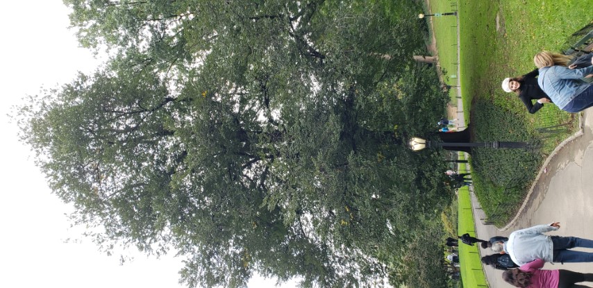 Ulmus procera plantplacesimage20181014_092909.jpg