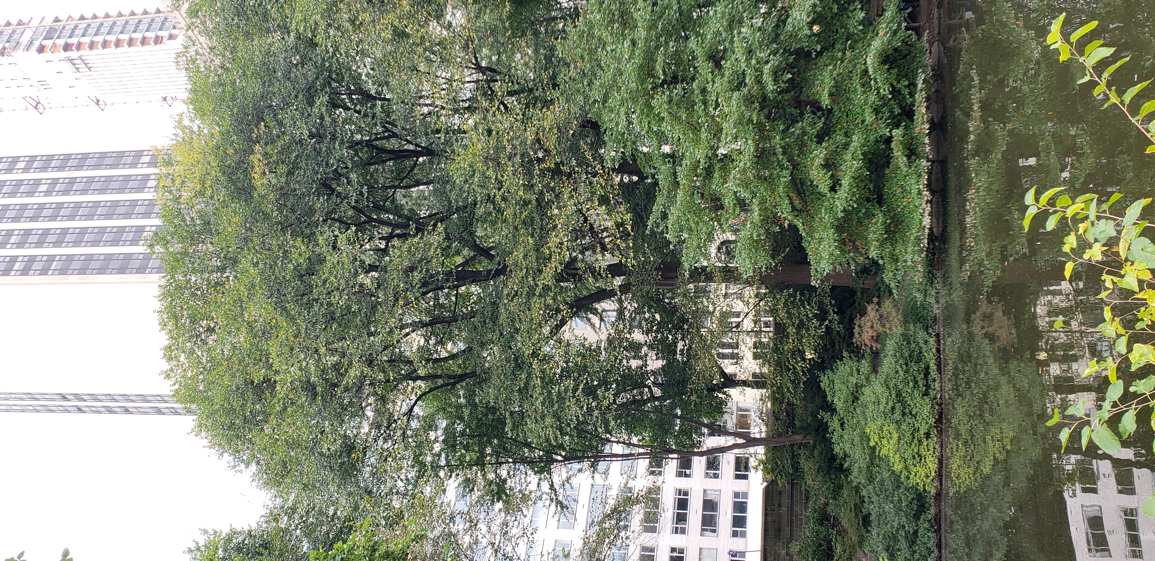 Ulmus procera plantplacesimage20181014_093551.jpg