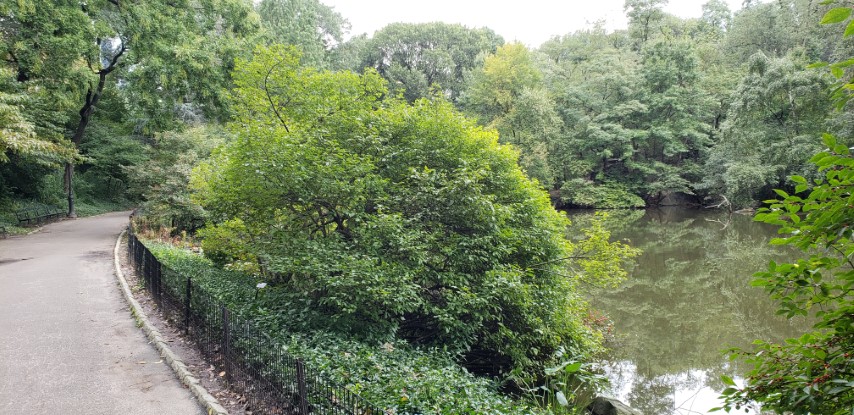 Ilex verticillata plantplacesimage20181014_093844.jpg