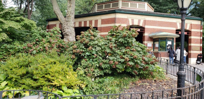 Hydrangea quercifolia plantplacesimage20181014_101722.jpg