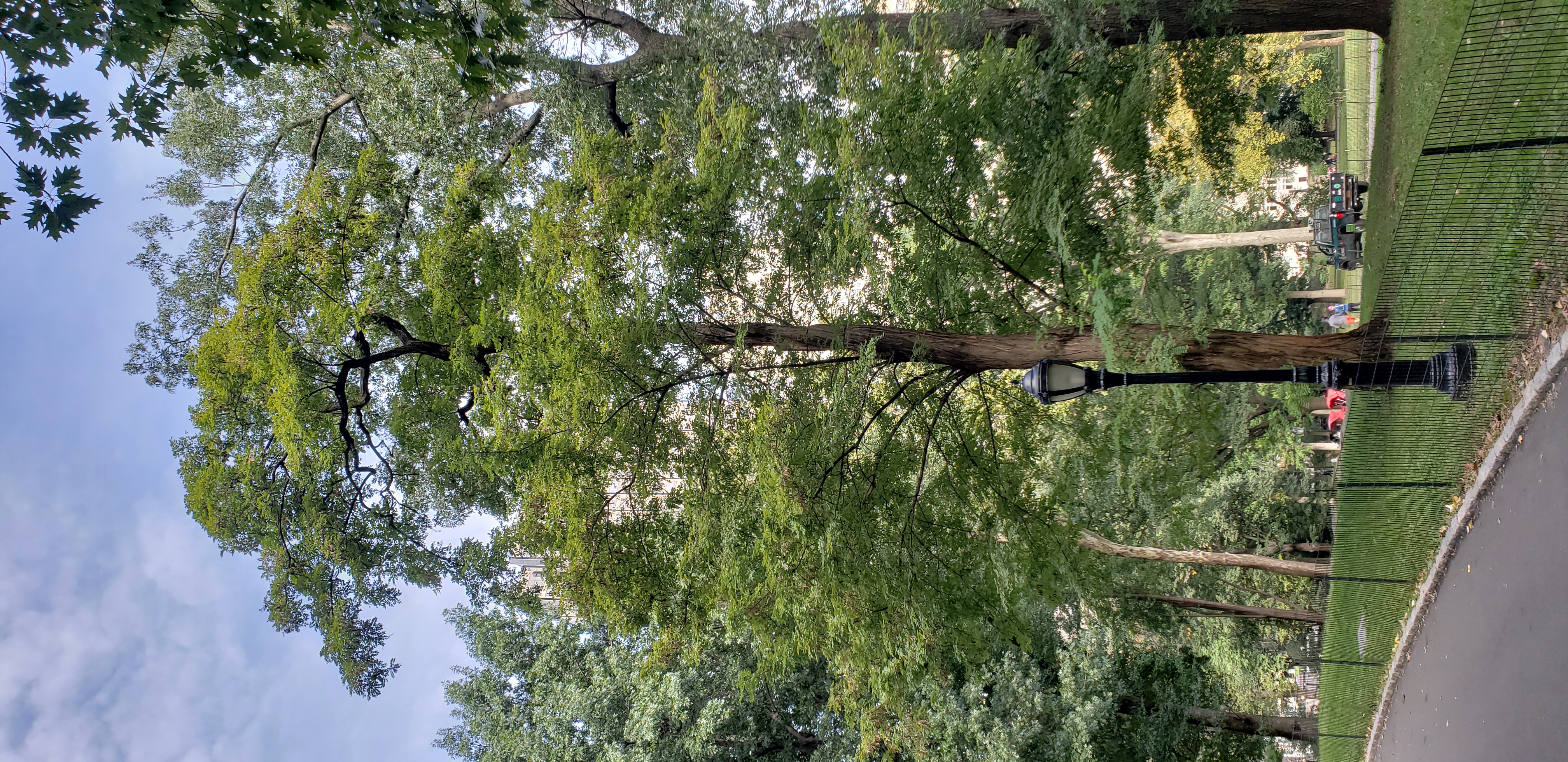 Robinia pseudoacacia plantplacesimage20181014_103128.jpg