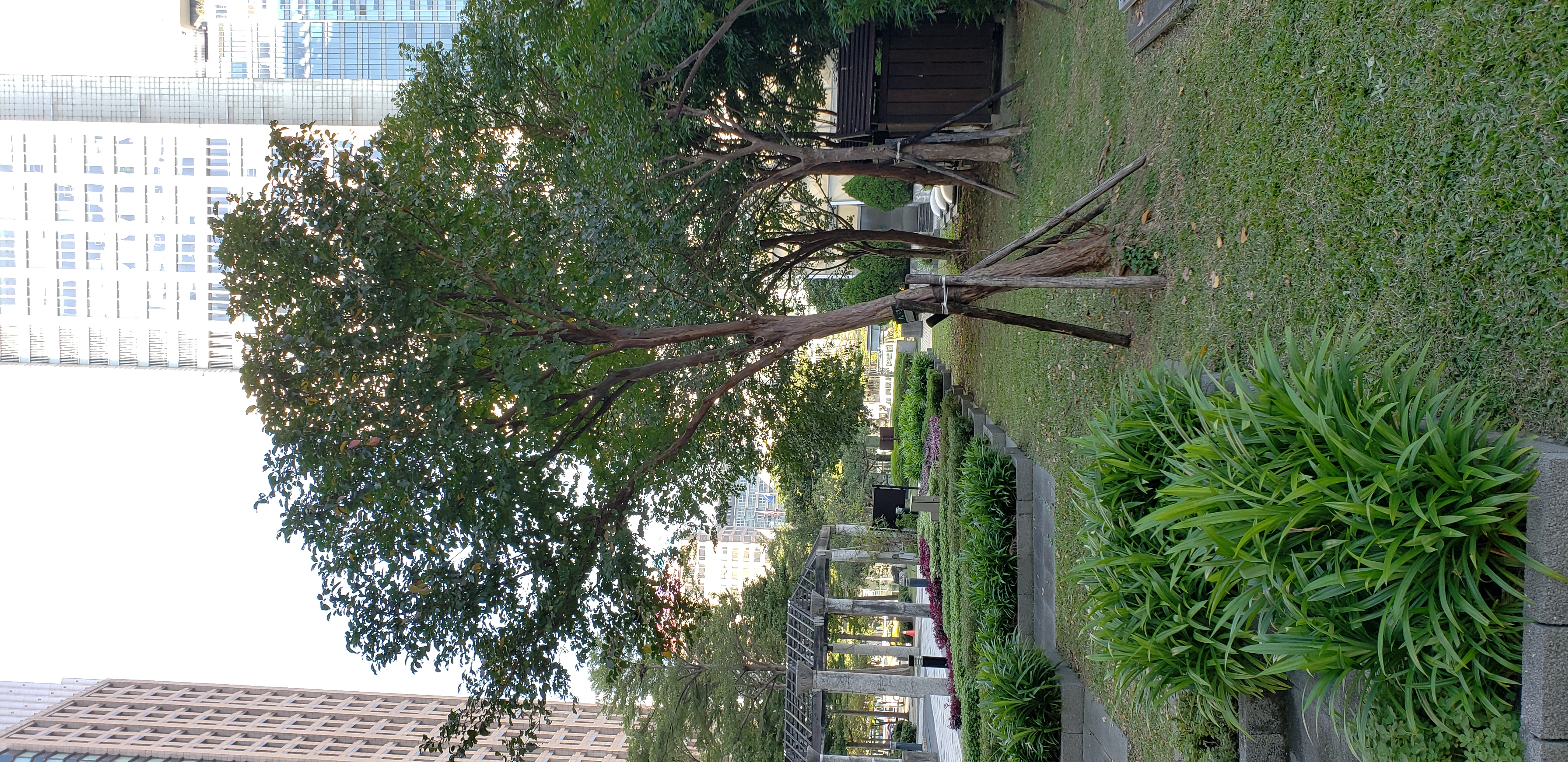 Lagerstroemia subcostata plantplacesimage20181203_144704.jpg