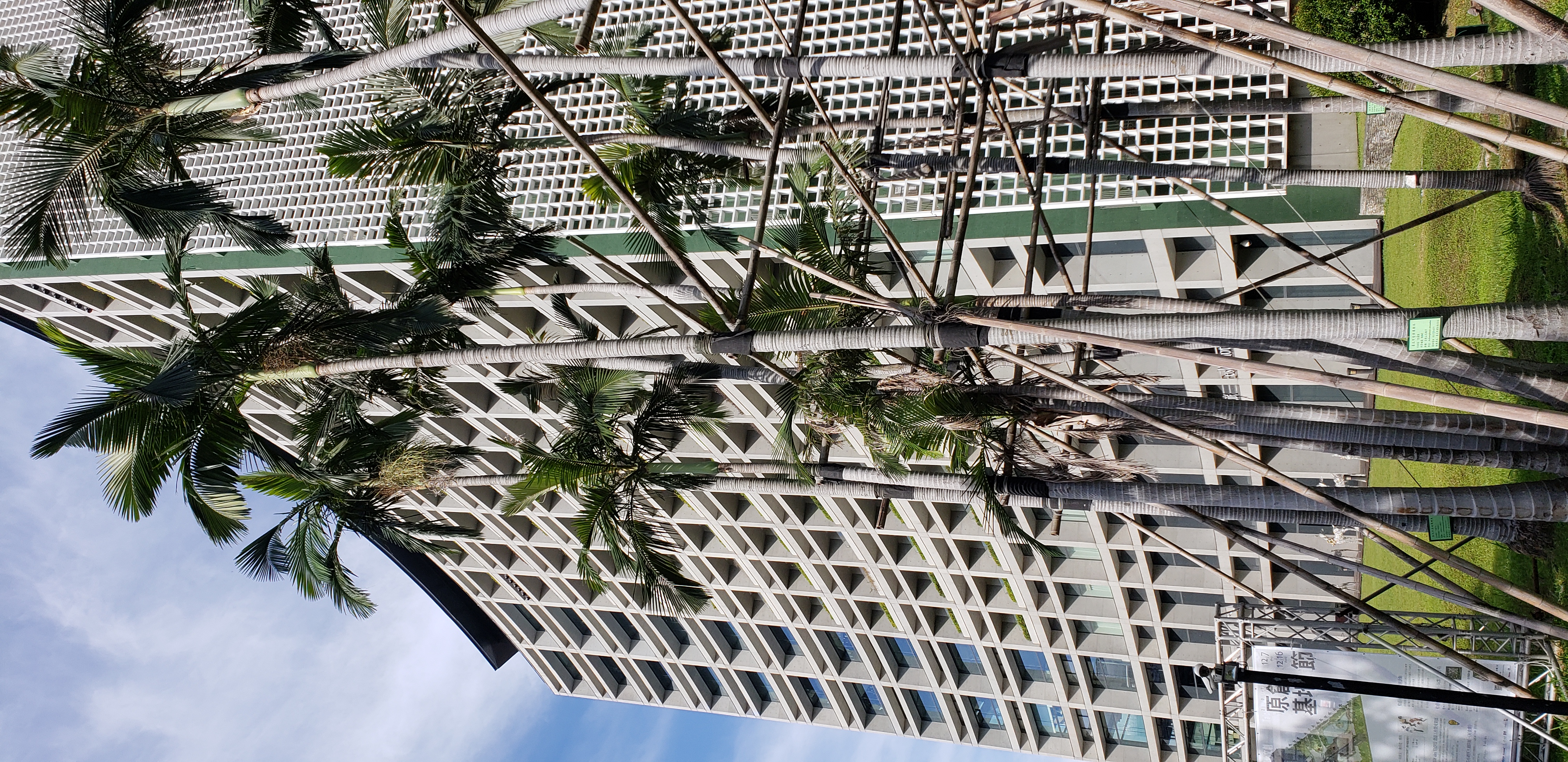 Archontophoenix alexandrae plantplacesimage20181204_101221.jpg