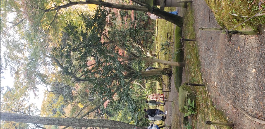 Camellia japonica plantplacesimage20181207_092434.jpg