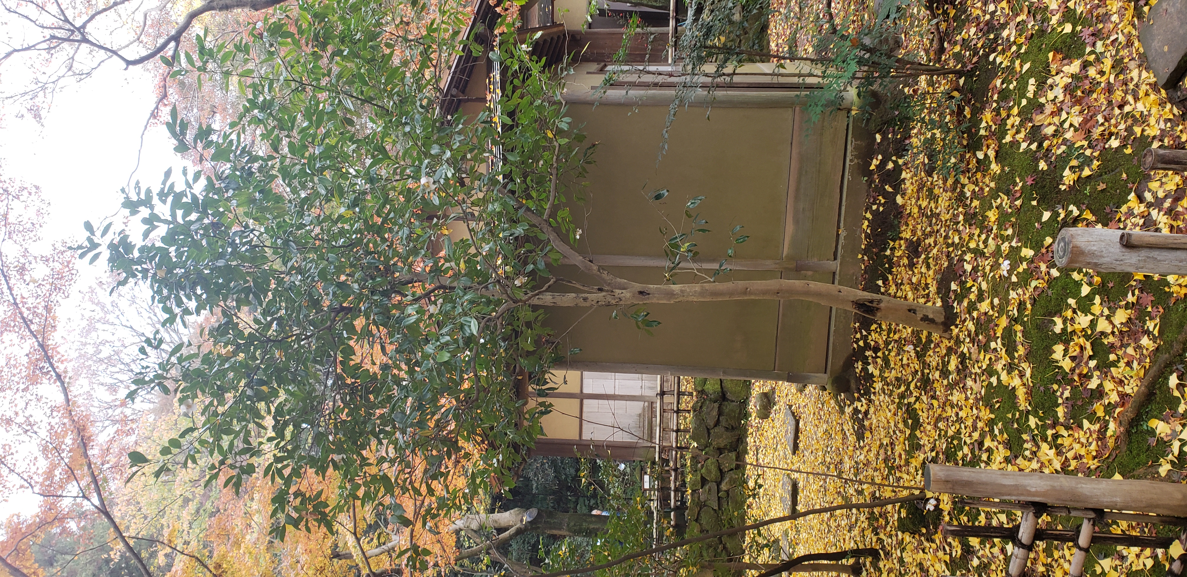 Camellia japonica plantplacesimage20181207_093131.jpg